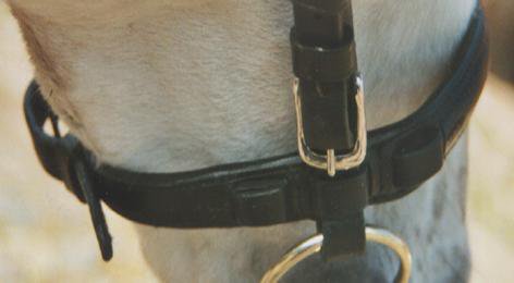 Nasenband für Fahrhalfter (schwarz)