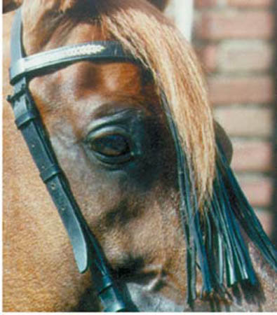 Spanisches Stirnband mit Fransen (schwarz